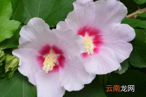 小木槿枝干变黑怎么办