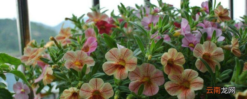 舞春花怎么繁殖