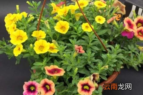 舞春花籽怎么培育