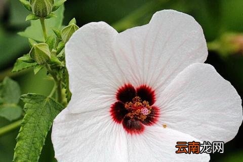 小木槿枯了如何挽救