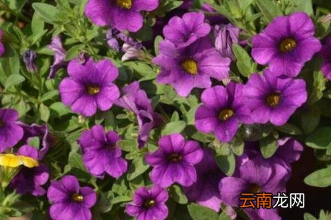 舞春花花败了怎么处理