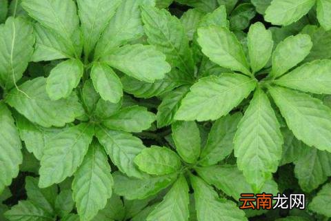 南方人参又叫什么