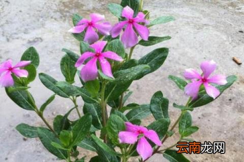 五叶梅为什么老黄叶
