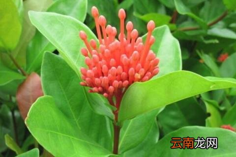 仙丹花朵蔫了怎么办