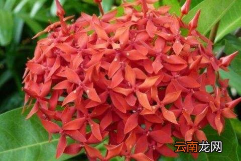 仙丹花朵蔫了怎么办