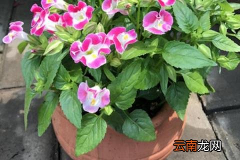 夏堇如何分株