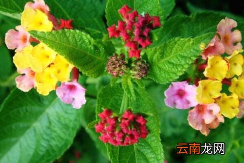 五角梅如何扦插