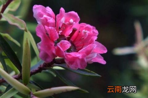 松红梅浇水过多如何处理
