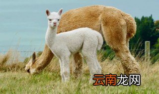 羊驼好养吗 要有足够大的地方