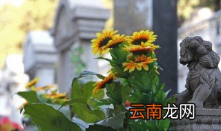 向日葵花怎么晒干 向日葵成熟怎么晒干
