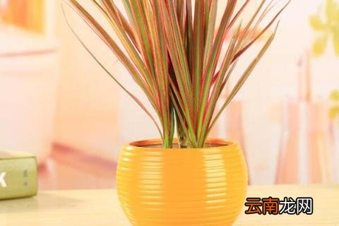 五彩千年木怎么繁殖
