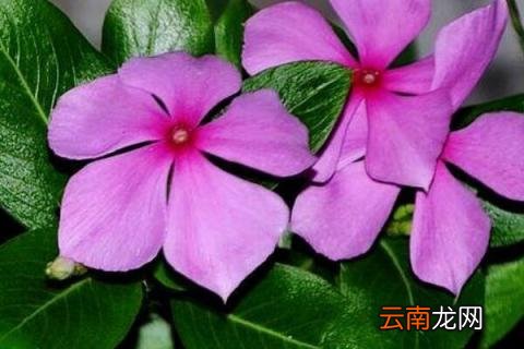 五叶梅换盆后叶子脱落