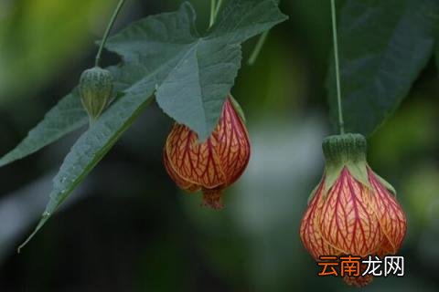 纹瓣悬铃花黄叶怎么办