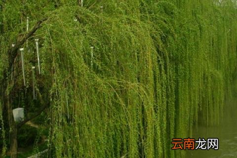 杨柳树和垂柳树的区别
