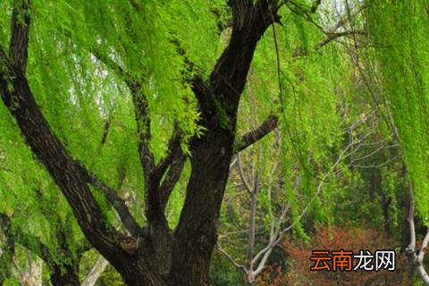 杨柳树和垂柳树的区别
