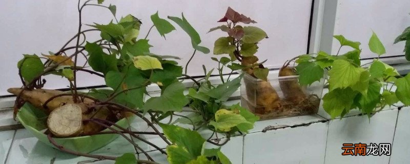 土培红薯盆景制作方法