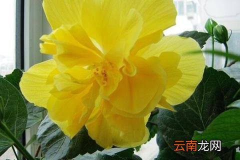 桑叶牡丹如何繁殖