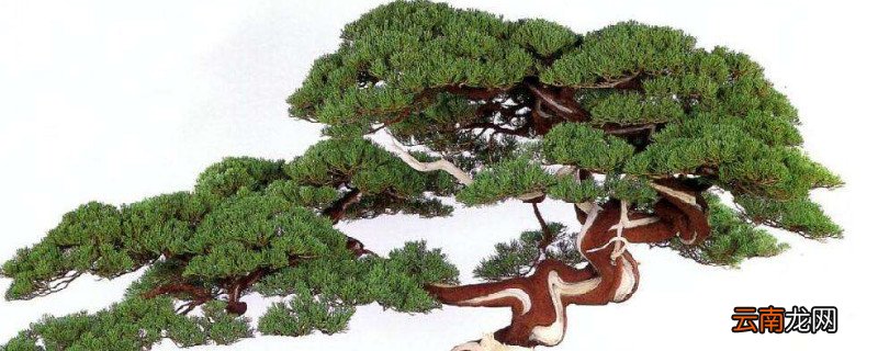 怎么让真柏叶子变绿