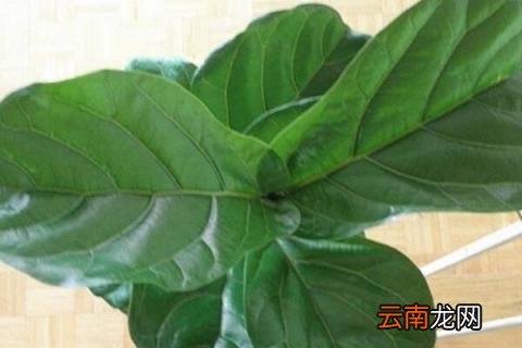 如何让琴叶榕多分枝