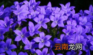 紫色的花有哪些及花名 紫色的花有什么及花名