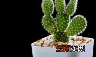 叶仙是什么植物 叶仙是仙人掌科灌木植物对吗