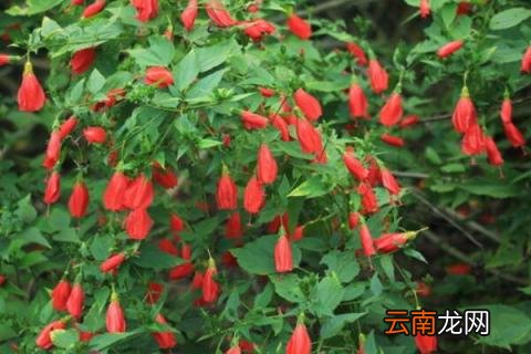 悬铃花掉叶子怎么办