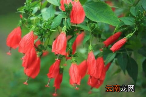悬铃花掉叶子怎么办