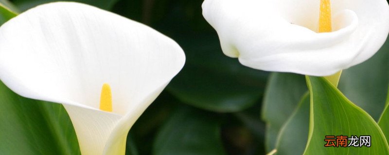 滴水观音与海芋的区别