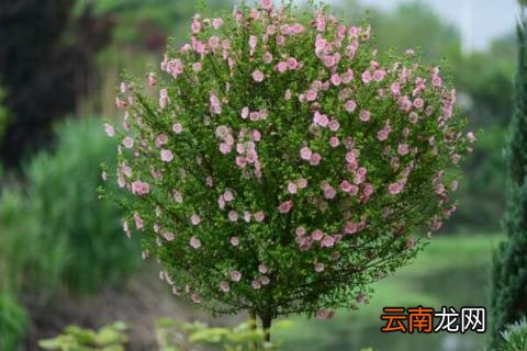小木槿烂叶什么原因