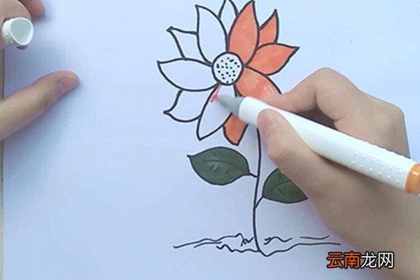 小雏菊简笔画 小雏菊怎么画