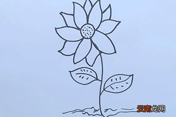 小雏菊简笔画 小雏菊怎么画