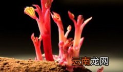 怎么让红薯发芽 应该怎么做