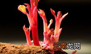 怎么让红薯发芽 应该怎么做