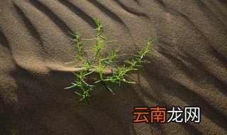 戈壁滩上生长的植物有哪些 戈壁滩上生长的植物有什么