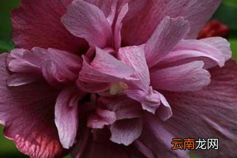 小木槿花苞发黄怎么办