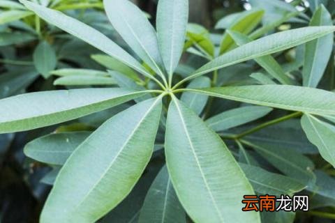 糖胶树用途