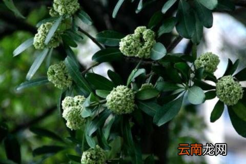 糖胶树用途