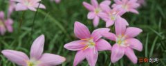 韭菜兰不开花怎么回事
