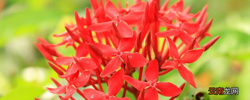 仙丹花有毒吗
