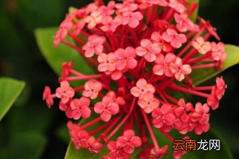 仙丹花有毒吗