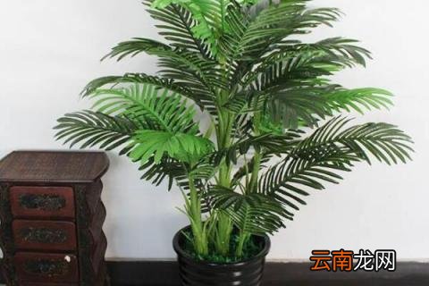 凤尾葵怎么繁殖