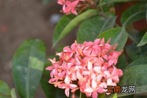 龙船花盆栽怎么换盆