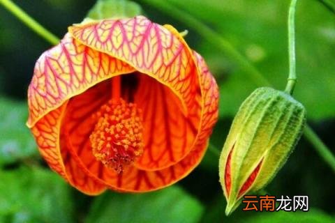 悬铃花如何扦插
