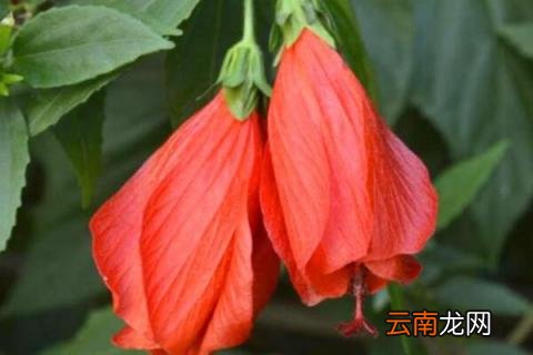 悬铃花繁殖方法