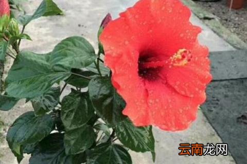 丹麦木槿怎么扦插