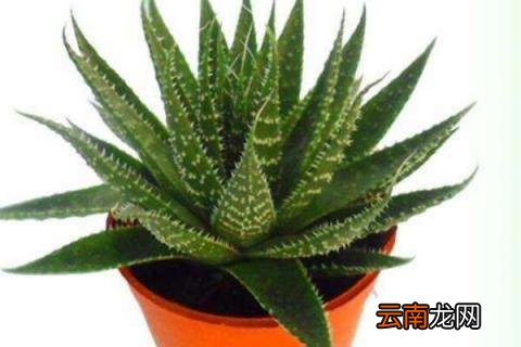 波露烂根了怎么处理