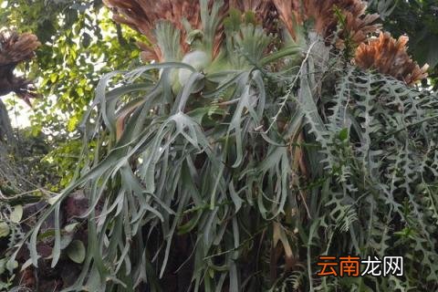 鹿角蕨叶子枯黄怎么办