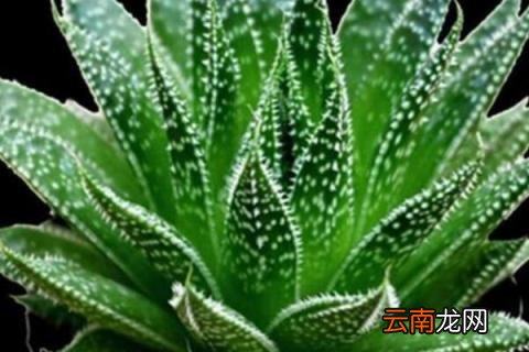 波路和十二卷的区别