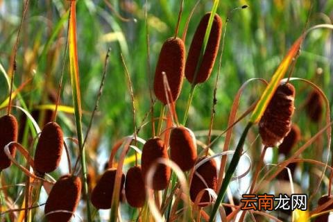 如何把蒲棒做成干花