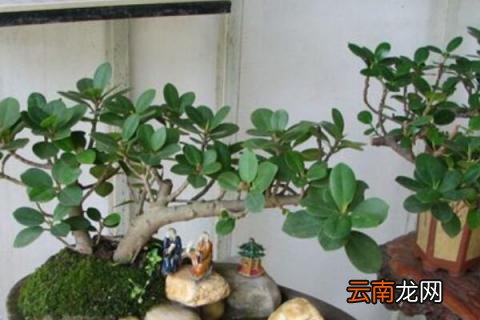 盆景催芽用什么